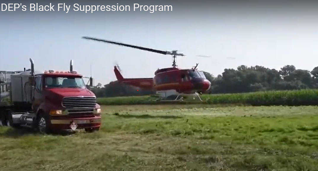 dep blackfly supression