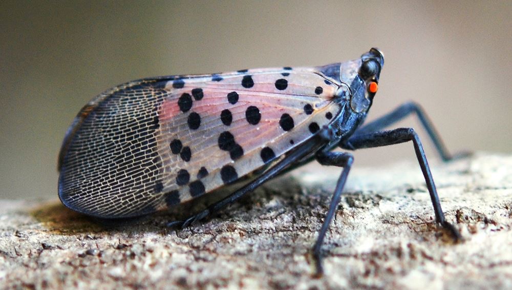 spotted-lanternfly-Lycorma-delicatula