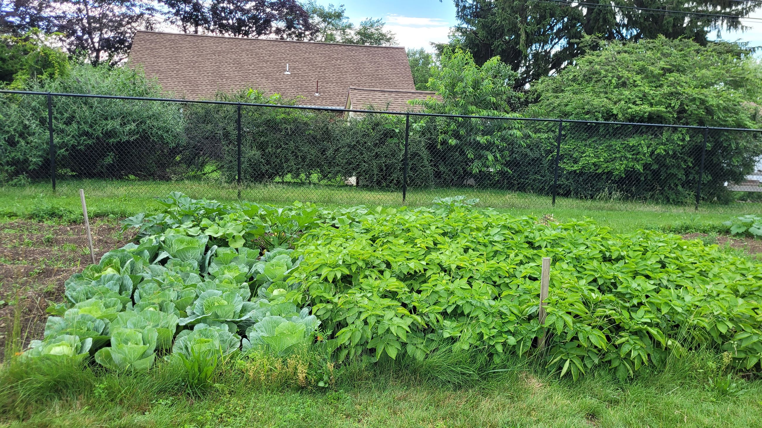 June 2025 community gardens 1