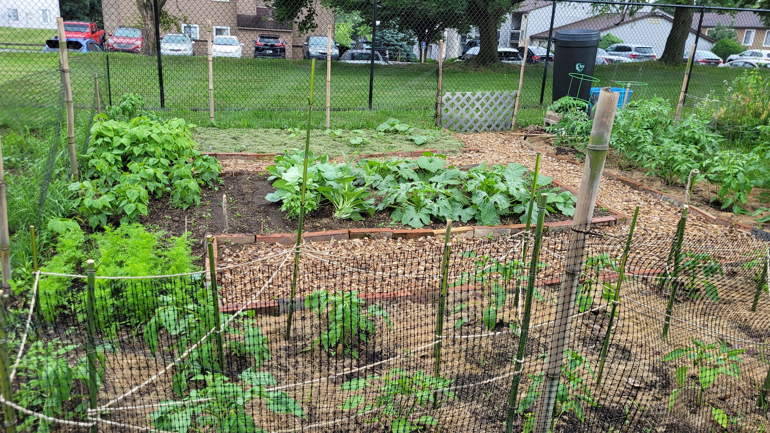 June 2025 community gardens 3